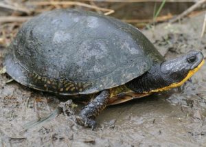 Blandings Turtle