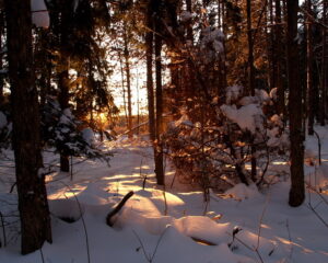 golden sunlight streaming through trees in winter
