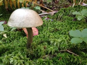 Mushroom growing in moss