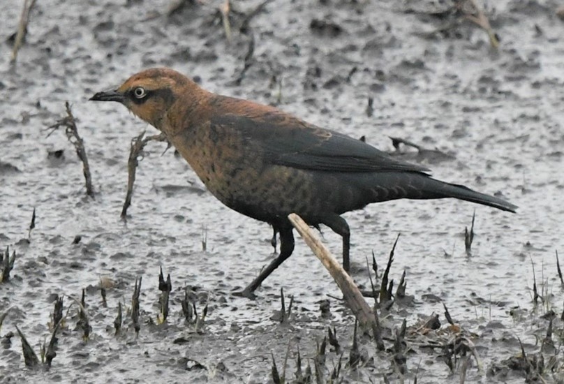 Rust Color Bird Large Birds