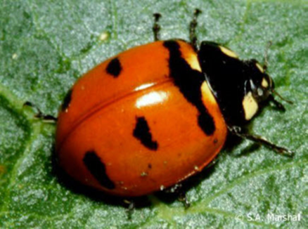 Transverse Ladybug On Leaf