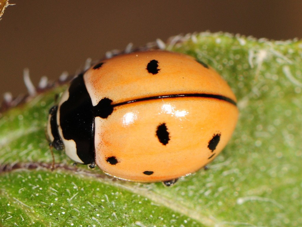 Missing: Have You Seen These Lost Ladybugs?