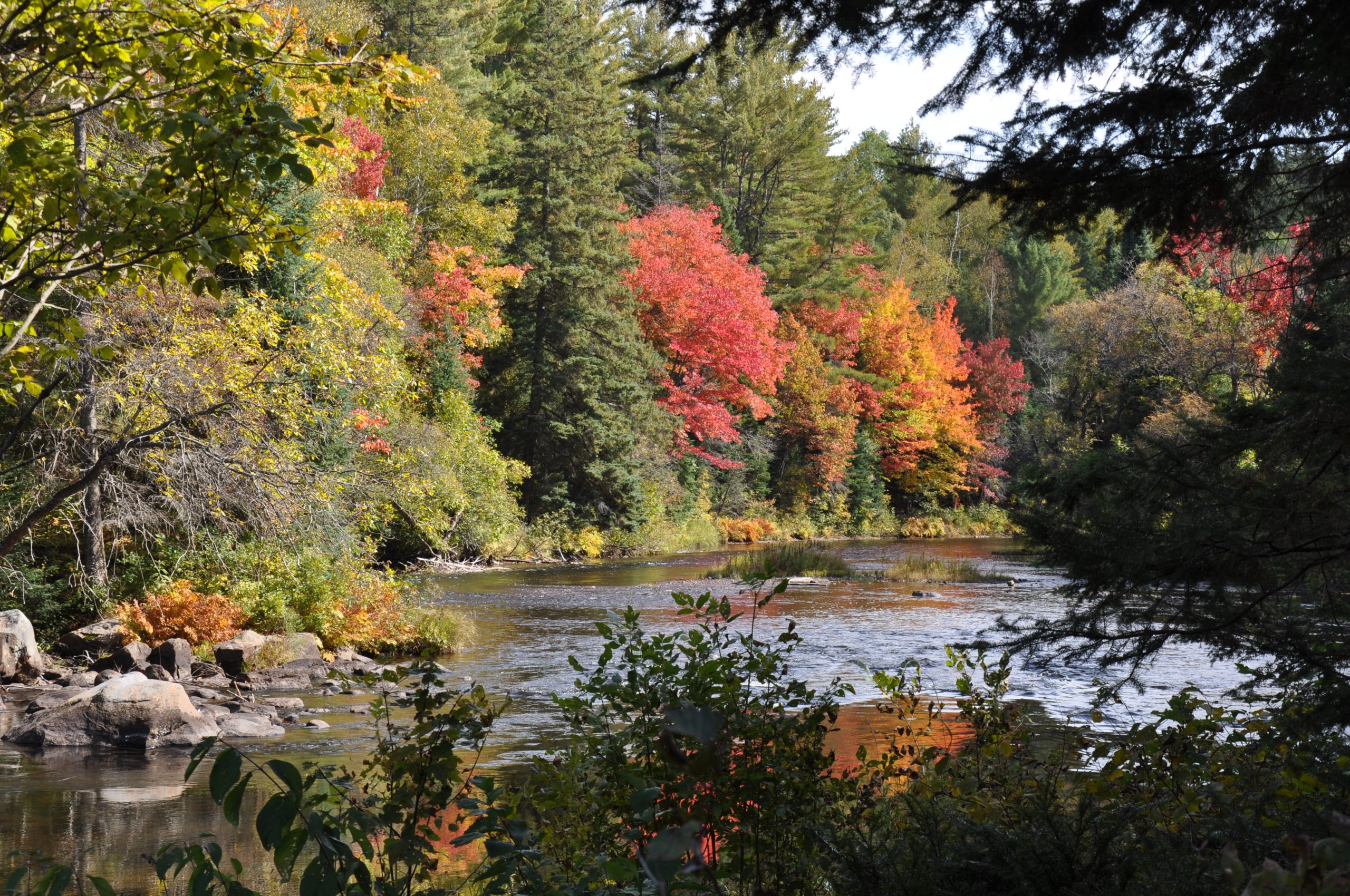 Dahl Forest, River
