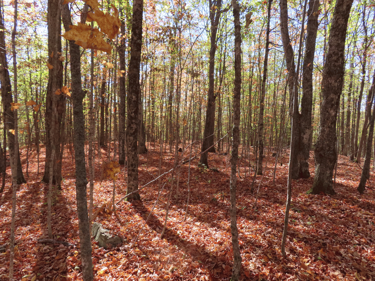 Haliburton Highlands Land Trust Protects Latest Property Near Minden With The Support of Parks Canada