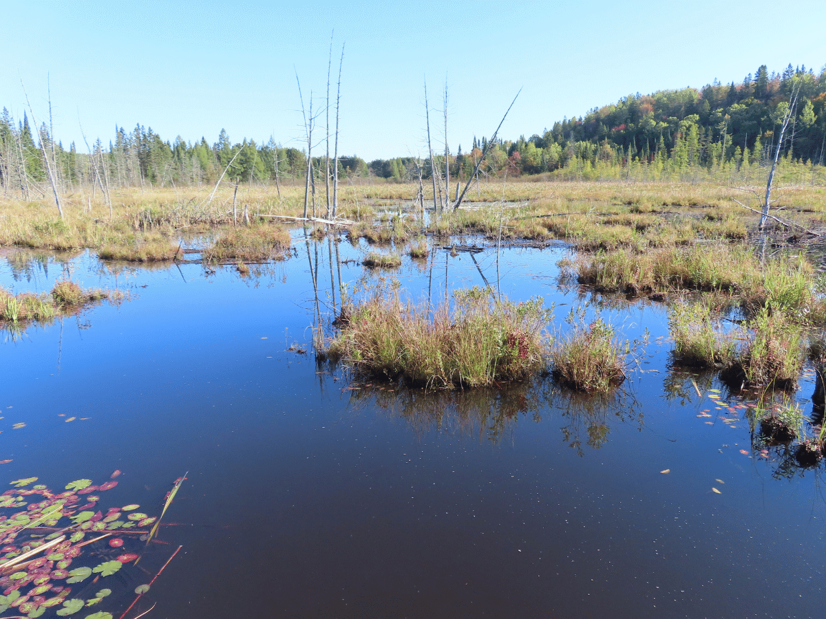 Minden Hhlt Campbell Property Marsh Web