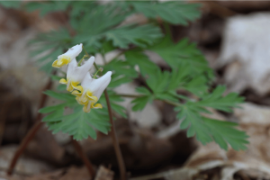 Dutchmen’s Breeches are one of many diverse plant species on Harold’s acreage.