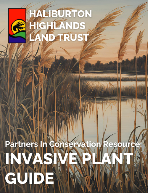 Hhlt Pic Resource Invasive Plant Guide