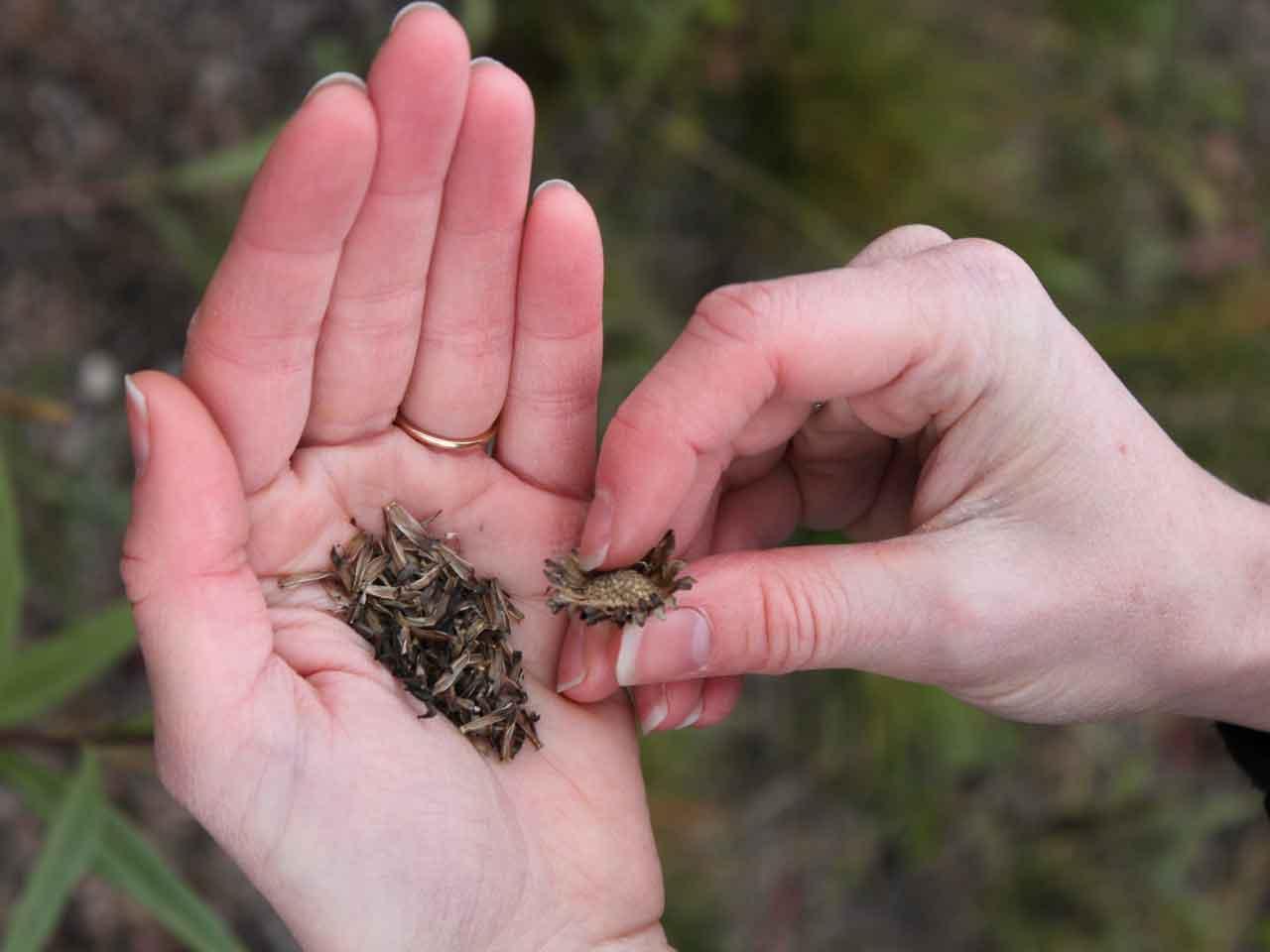 Native Prairie Seed Hand Harvest