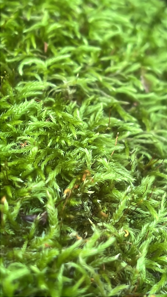 Moss