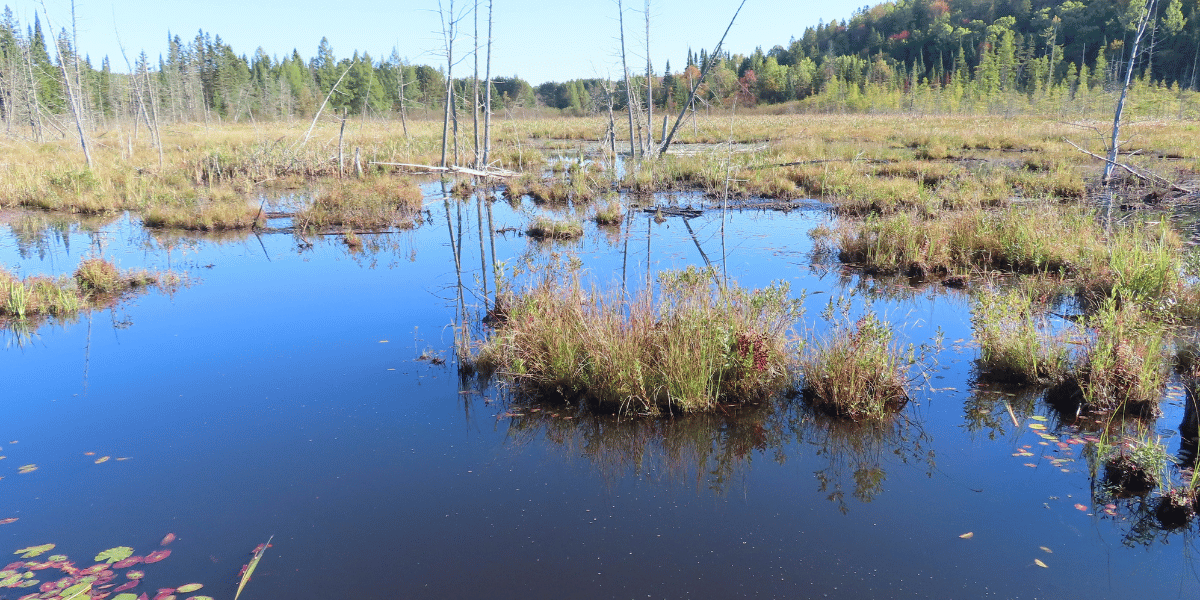 A marsh scene on our Plantation Road property.